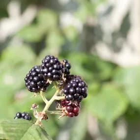 Chester Blackberry Plants (Rubus fruticosus 'Chester') 2